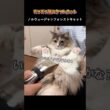 モフモフ猫のタフトカット　#ノルウェージャンフォレストキャット