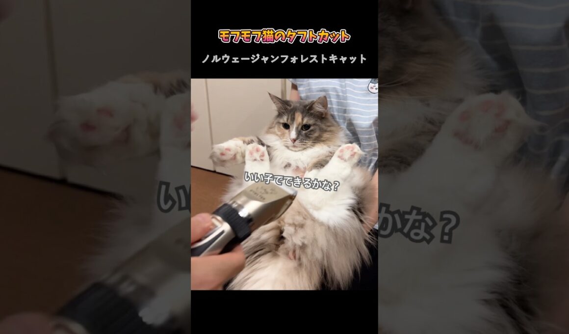 モフモフ猫のタフトカット　#ノルウェージャンフォレストキャット
