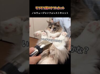 モフモフ猫のタフトカット　#ノルウェージャンフォレストキャット