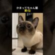 かまってちゃん猫 第1位 #猫 #シャム猫 #猫好き