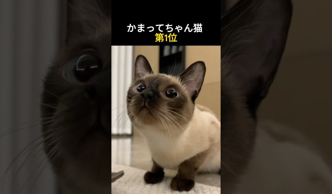 かまってちゃん猫 第1位 #猫 #シャム猫 #猫好き