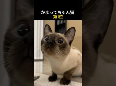 かまってちゃん猫 第1位 #猫 #シャム猫 #猫好き