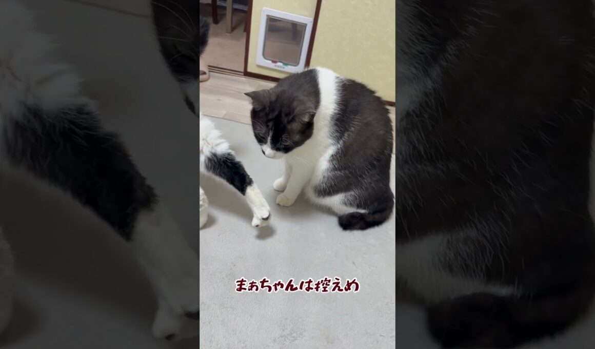 甘え上手な巨猫 #cat #保護猫 #ねこ #猫のいる暮らし #巨猫