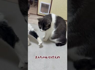 甘え上手な巨猫 #cat #保護猫 #ねこ #猫のいる暮らし #巨猫