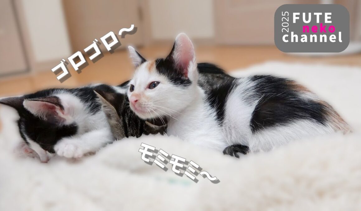 来たばかりの子猫のゴロゴロモミモミが止まらない【保護子猫】