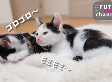 来たばかりの子猫のゴロゴロモミモミが止まらない【保護子猫】