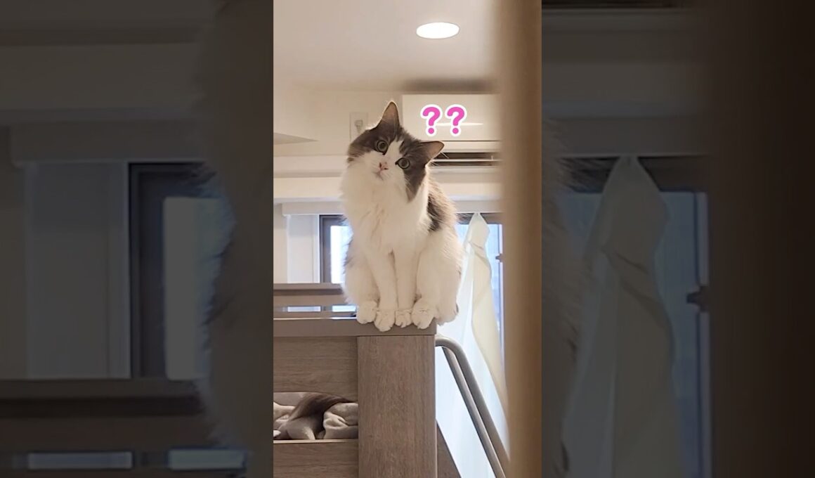 出勤前、猫の異変に気づく飼い主