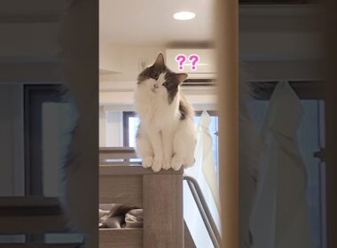 出勤前、猫の異変に気づく飼い主