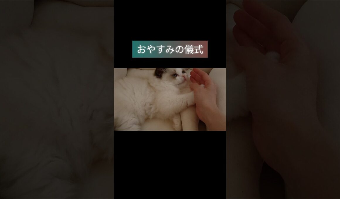 #shorts #ラグドール #子猫 #猫のいる生活 #甘えん坊猫 #ぬいぐるみ猫