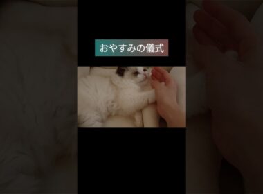 #shorts #ラグドール #子猫 #猫のいる生活 #甘えん坊猫 #ぬいぐるみ猫