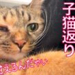 子猫への教育実習生猫、子猫返りする　My daughter-kitty Returns to Kittenhood