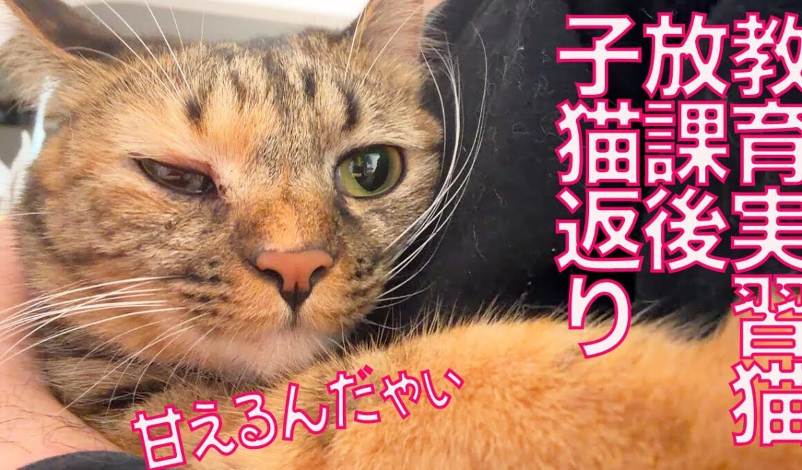 子猫への教育実習生猫、子猫返りする　My daughter-kitty Returns to Kittenhood