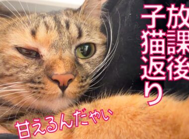 子猫への教育実習生猫、子猫返りする　My daughter-kitty Returns to Kittenhood