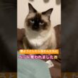 猫さんと寝るとこうなります #ragdolls #cats #cutecat #shorts #ラグドール #猫のいる暮らし #猫動画 #ショート