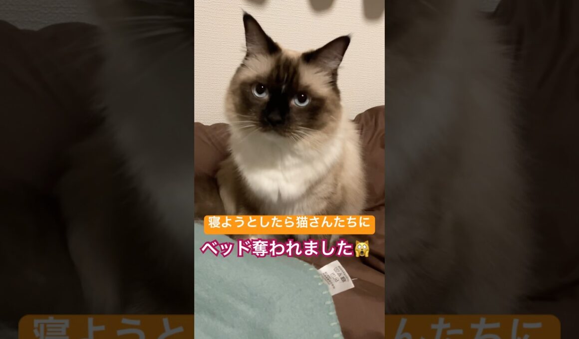 猫さんと寝るとこうなります #ragdolls #cats #cutecat #shorts #ラグドール #猫のいる暮らし #猫動画 #ショート
