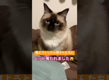 猫さんと寝るとこうなります #ragdolls #cats #cutecat #shorts #ラグドール #猫のいる暮らし #猫動画 #ショート