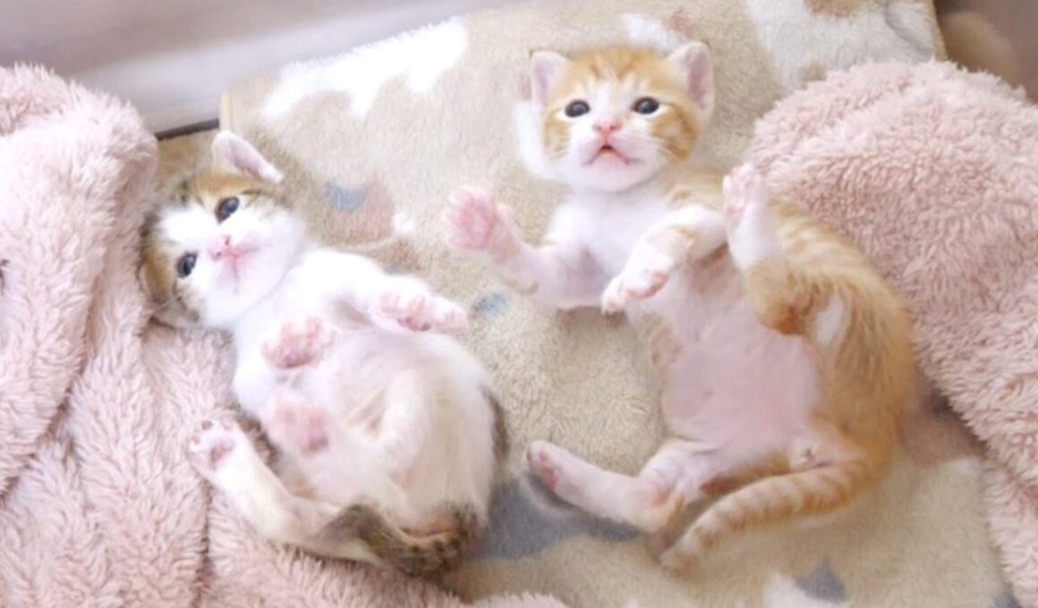 子猫が仲良く並んで謎のダンスを踊っていてめちゃくちゃかわいかった【赤ちゃん猫　保護猫】