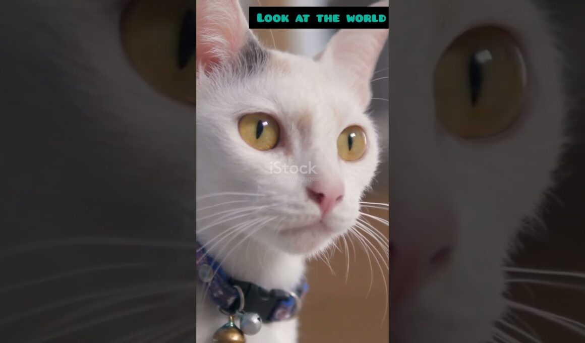 Meet the Mysterious Korat: Thailand's Silver Gem