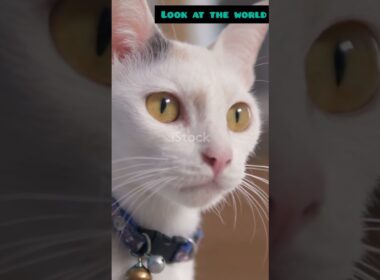 Meet the Mysterious Korat: Thailand's Silver Gem