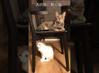 舌の音に驚く猫2匹/Cats surprised by the sound of a human being【エジプシャンマウ】【保護猫】#Shorts