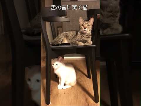 舌の音に驚く猫2匹/Cats surprised by the sound of a human being【エジプシャンマウ】【保護猫】#Shorts
