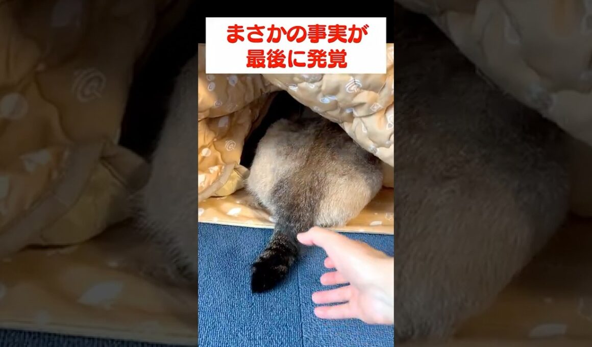 最後にこんなオチがあるとはね…　#尻冷え