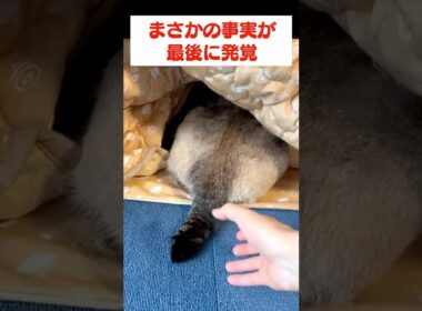 最後にこんなオチがあるとはね…　#尻冷え