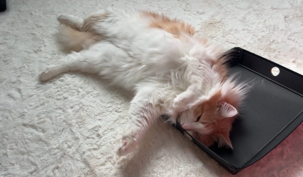 【だらぁ〜ん】寝相がカワイイ💖休日ゴロゴロするもふ猫たち！！！ノルウェージャンフォレストキャットとターキッシュアンゴラ