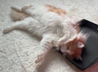 【だらぁ〜ん】寝相がカワイイ💖休日ゴロゴロするもふ猫たち！！！ノルウェージャンフォレストキャットとターキッシュアンゴラ