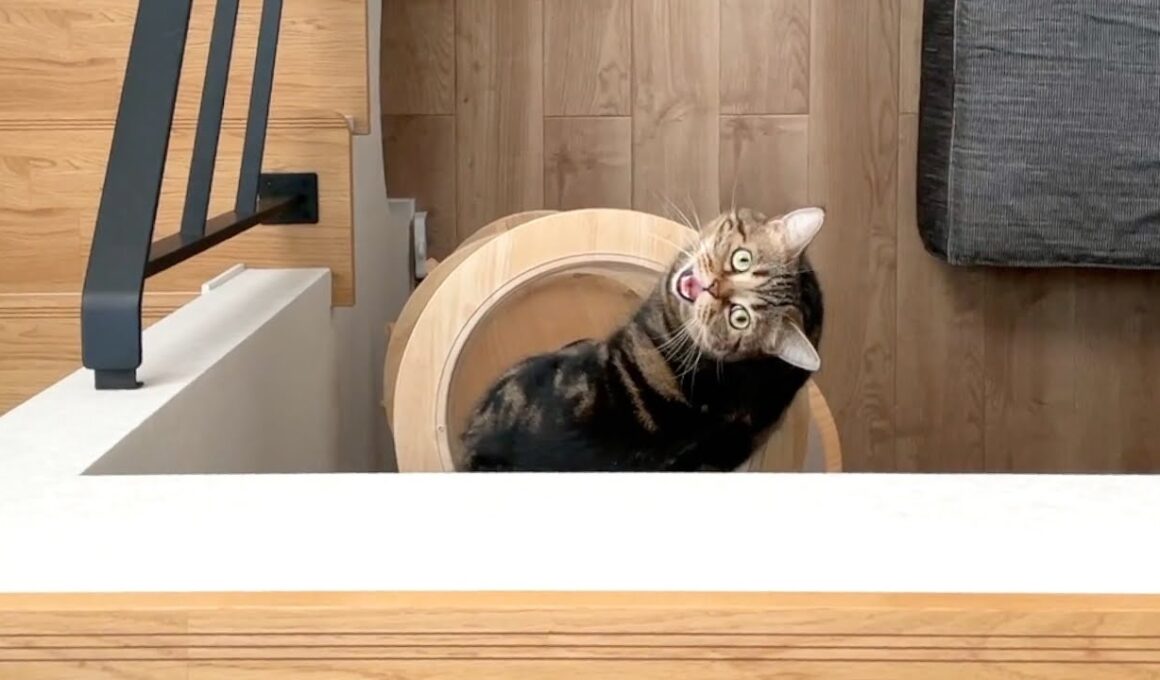 上から覗くと大きな声でお返事する猫が可愛すぎる！