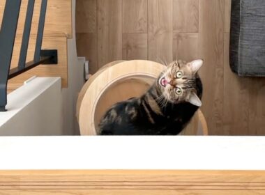 上から覗くと大きな声でお返事する猫が可愛すぎる！