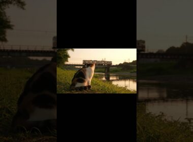 日本の夏、猫のいる景色