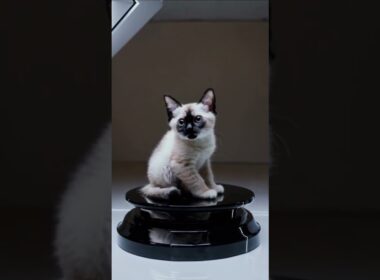 cute kitten Thai | Gato Thai #cute #funny #pets #cat