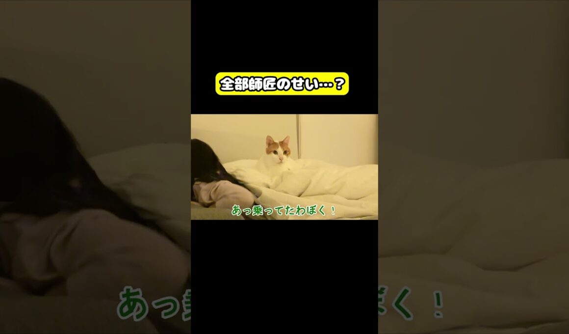 全部師匠のせい…？#猫 #おもしろ #アテレコ #ニャンチューバーつくし