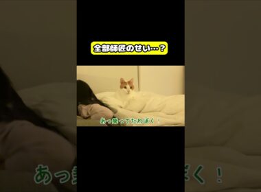 全部師匠のせい…？#猫 #おもしろ #アテレコ #ニャンチューバーつくし