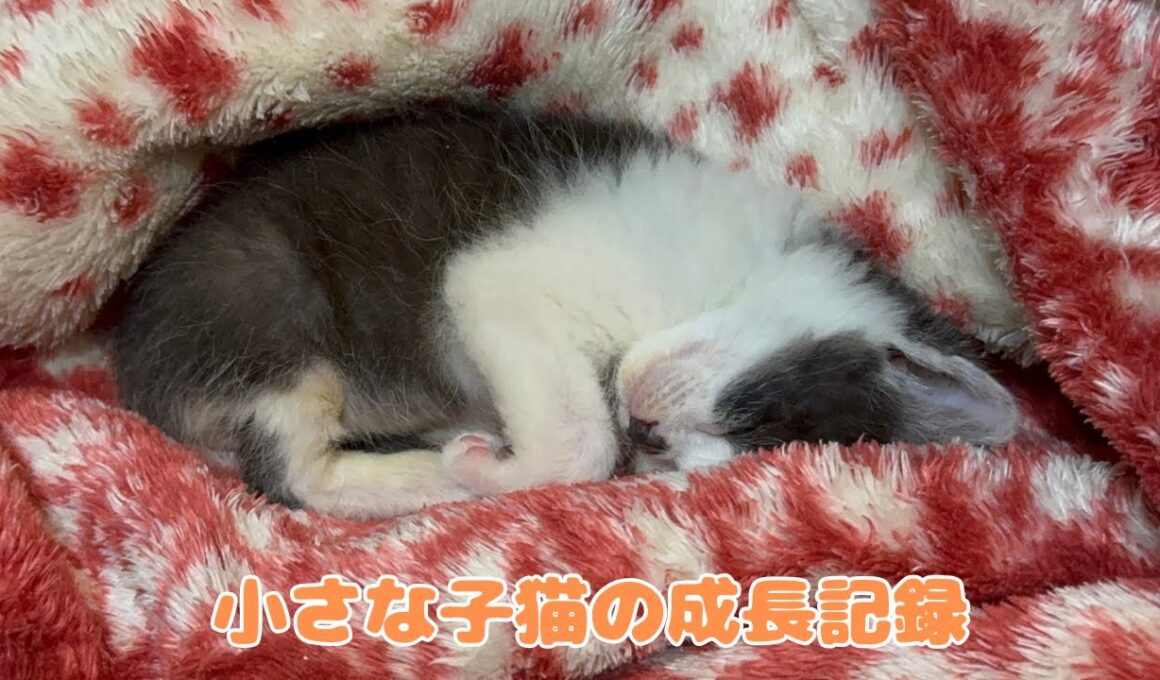 【保護猫】初めて毛布のぬくもりを知った子猫が見せた反応が・・・🥺💭