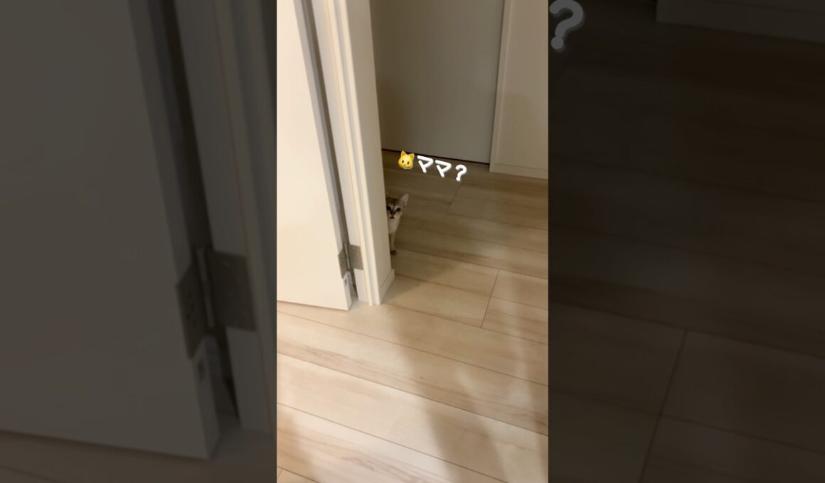 みなさんの猫ちゃんは飛び出したりしますか？ #子ネコ #cat #猫のいる暮らし #好きな子猫 #シンガプーラ