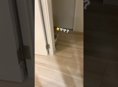 みなさんの猫ちゃんは飛び出したりしますか？ #子ネコ #cat #猫のいる暮らし #好きな子猫 #シンガプーラ