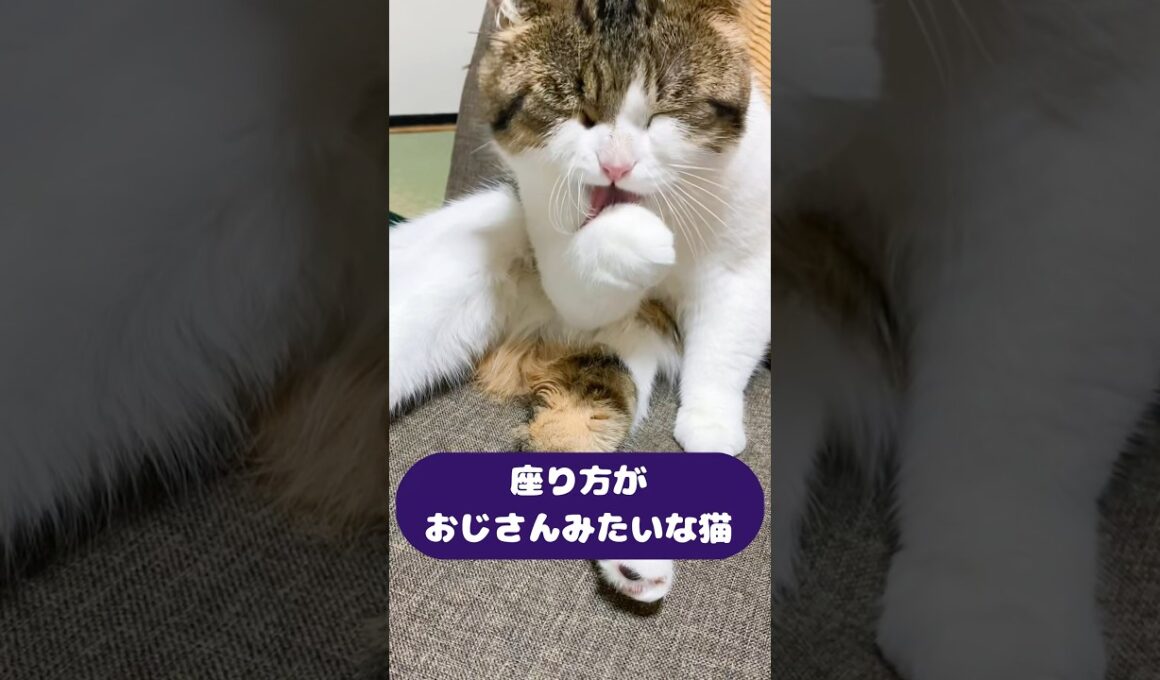 座り方がおじさんみたいな猫😹😂　#ねこ動画 #ねこ部 #猫のいる暮らし #猫好きさんと繋がりたい #cat #munchkin #ねこ #shorts