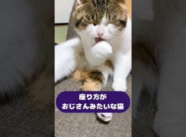 座り方がおじさんみたいな猫😹😂　#ねこ動画 #ねこ部 #猫のいる暮らし #猫好きさんと繋がりたい #cat #munchkin #ねこ #shorts