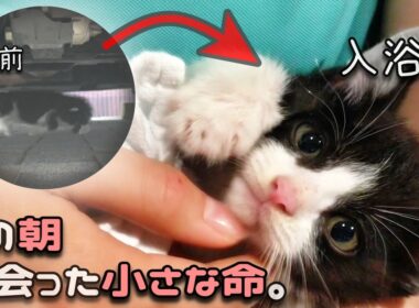 ひとりぼっちだった子猫が、家族に迎えられるまで。