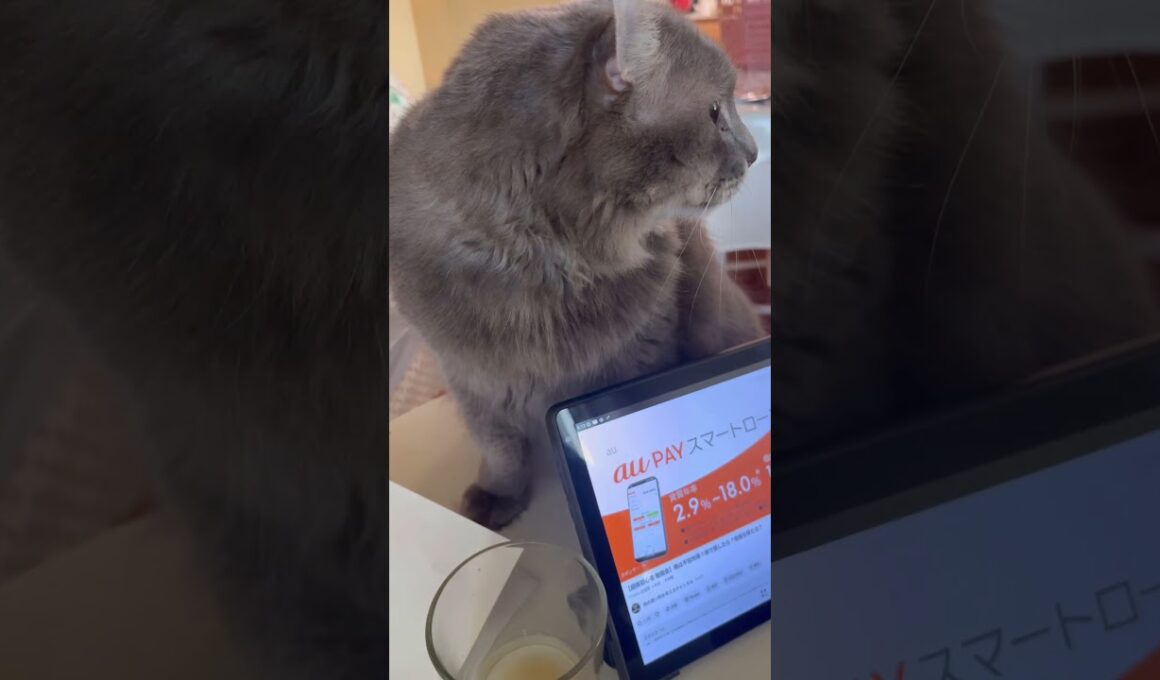 カールくんの朝 #ねこ動画 #アメリカンカール #catshorts