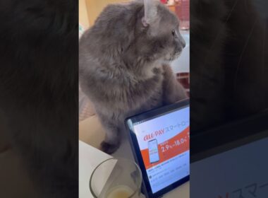 カールくんの朝 #ねこ動画 #アメリカンカール #catshorts