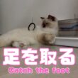 バーマン猫ラフ【足を取る】Catch the foot（バーマン猫）Birman/Cat