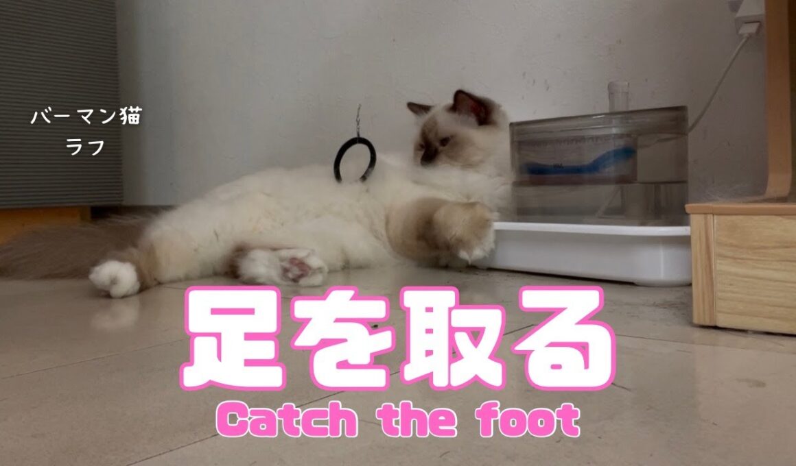 バーマン猫ラフ【足を取る】Catch the foot（バーマン猫）Birman/Cat