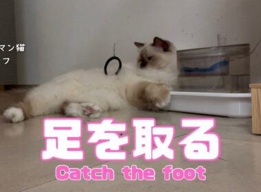バーマン猫ラフ【足を取る】Catch the foot（バーマン猫）Birman/Cat