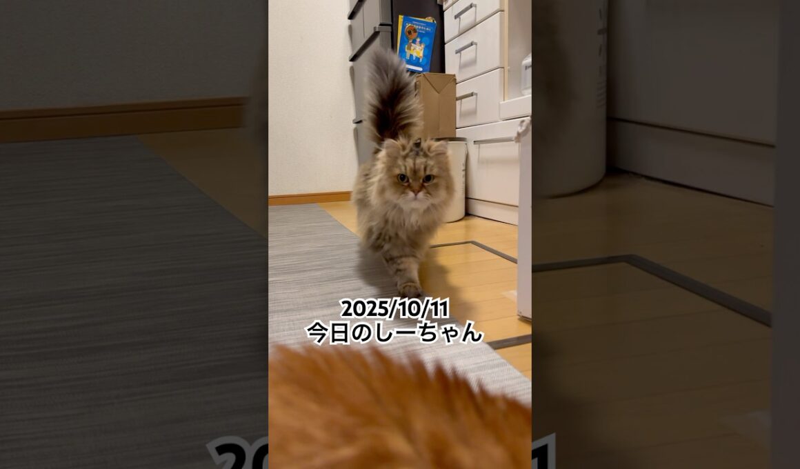 2025/10/11今日のしーちゃん #猫 #ペルシャ #シエル #cat #猫のいる暮らし