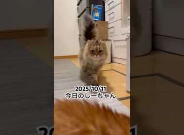 2025/10/11今日のしーちゃん #猫 #ペルシャ #シエル #cat #猫のいる暮らし