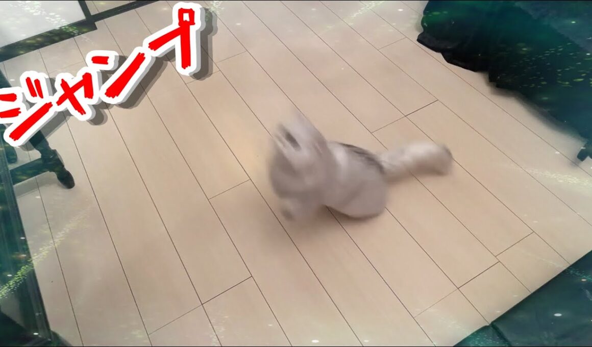 とんでもないジャンプ力のペルシャ猫チンチラシルバー可愛いななちゃん