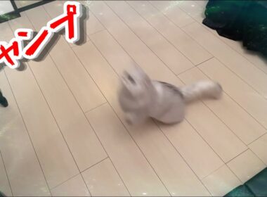 とんでもないジャンプ力のペルシャ猫チンチラシルバー可愛いななちゃん